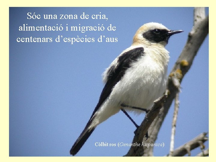 Sóc una zona de cria, alimentació i migració de centenars d’espècies d’aus Còlbit ros