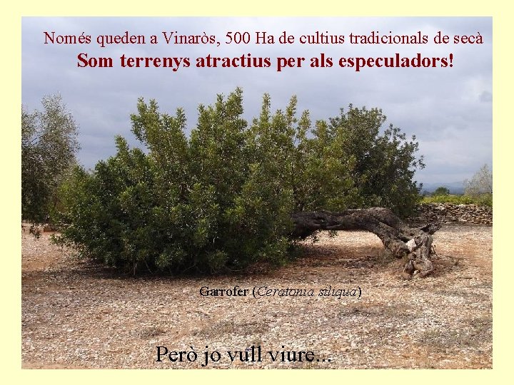 Només queden a Vinaròs, 500 Ha de cultius tradicionals de secà Som terrenys atractius