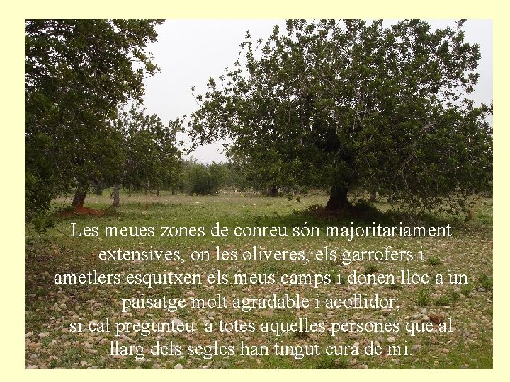 Les meues zones de conreu són majoritariament extensives, on les oliveres, els garrofers i