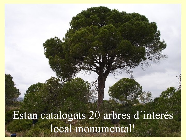 Estan catalogats 20 arbres d’interés local monumental! 