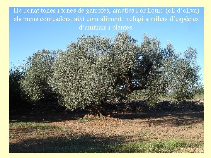 He donat tones i tones de garrofes, ametles i or líquid (oli d’oliva) als