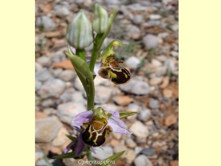 En el meu sòl s’allotja una gran riquesa botànica. Les joies de la corona
