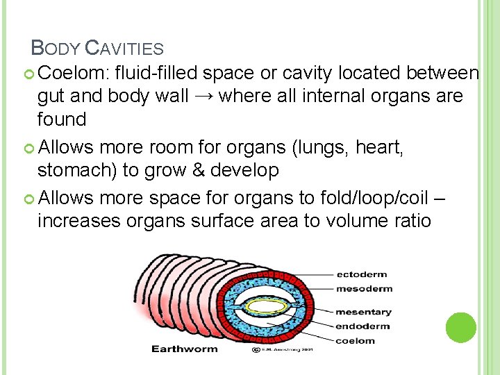 BODY CAVITIES Coelom: fluid-filled space or cavity located between gut and body wall →