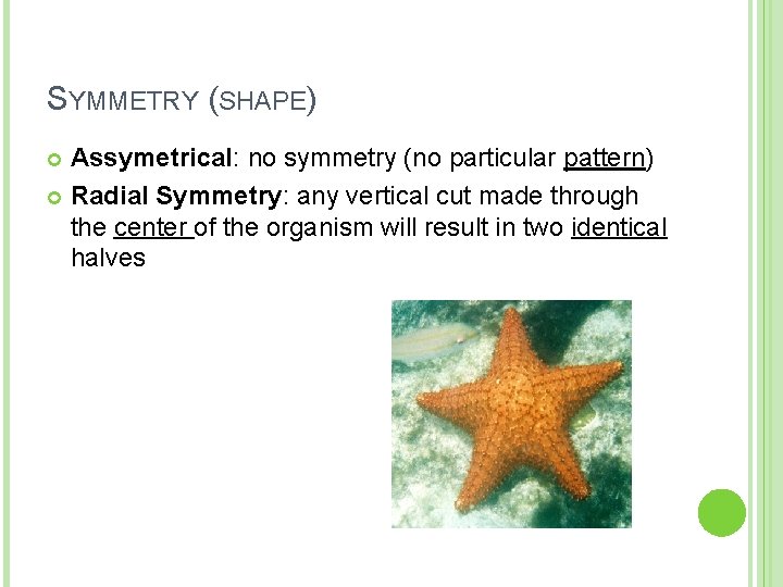 SYMMETRY (SHAPE) Assymetrical: no symmetry (no particular pattern) Radial Symmetry: any vertical cut made