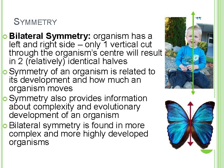 SYMMETRY Bilateral Symmetry: organism has a left and right side – only 1 vertical