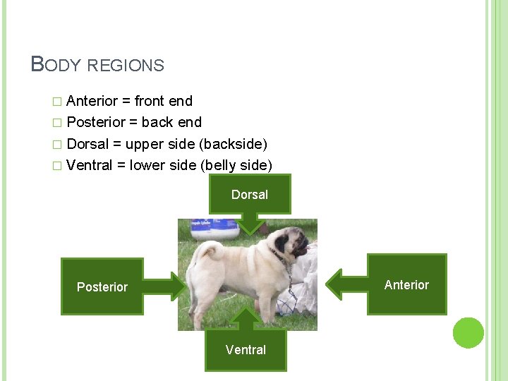 BODY REGIONS � Anterior = front end � Posterior = back end � Dorsal