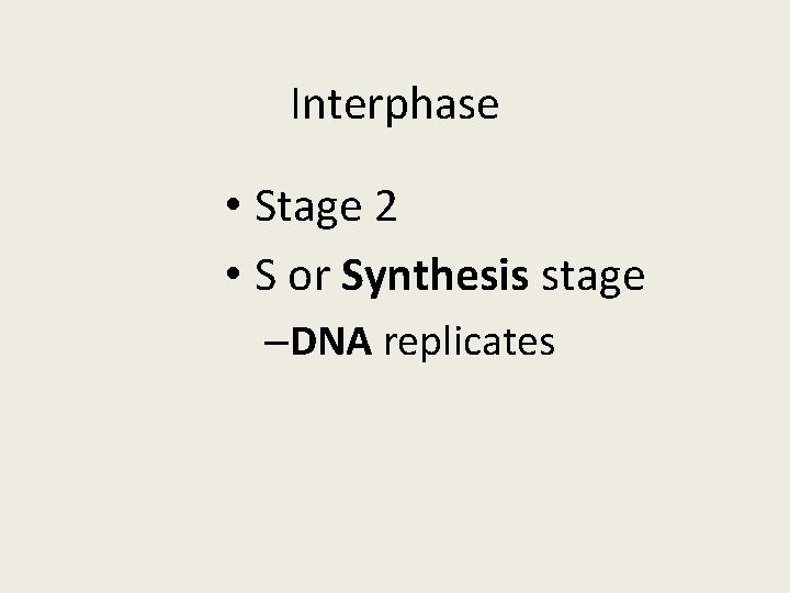 Interphase • Stage 2 • S or Synthesis stage –DNA replicates 