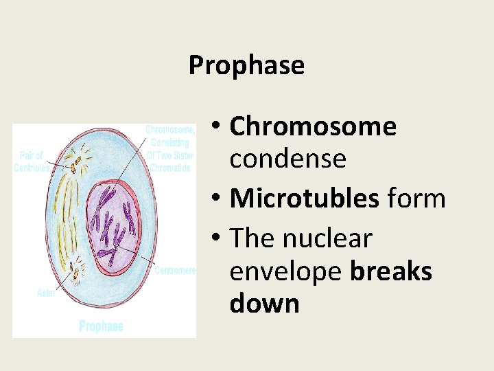 Prophase • Chromosome condense • Microtubles form • The nuclear envelope breaks down 