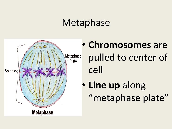 Metaphase • Chromosomes are pulled to center of cell • Line up along “metaphase