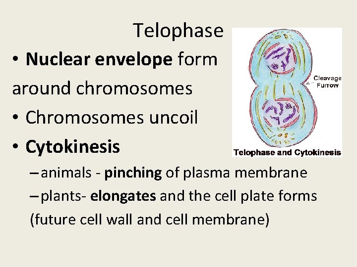 Telophase • Nuclear envelope form around chromosomes • Chromosomes uncoil • Cytokinesis – animals