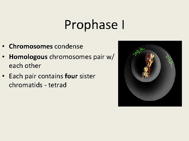 Prophase I • Chromosomes condense • Homologous chromosomes pair w/ each other • Each