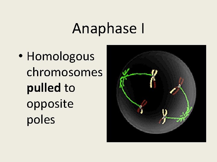 Anaphase I • Homologous chromosomes pulled to opposite poles 