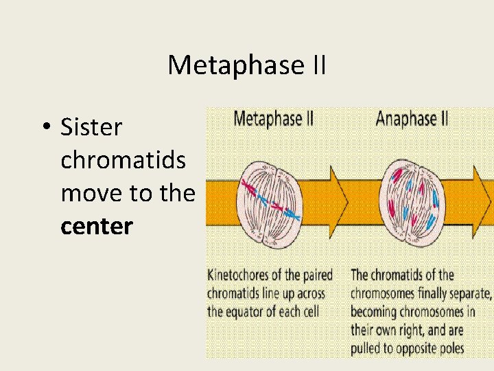 Metaphase II • Sister chromatids move to the center 