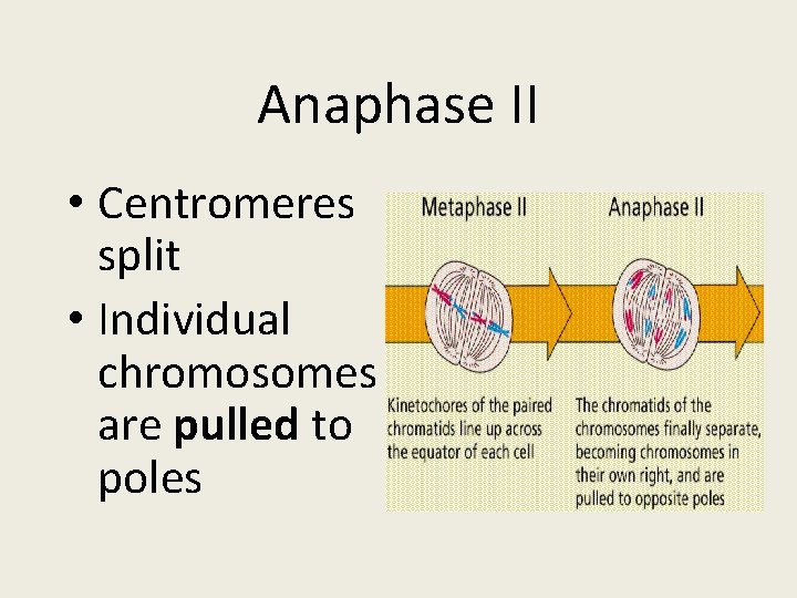 Anaphase II • Centromeres split • Individual chromosomes are pulled to poles 