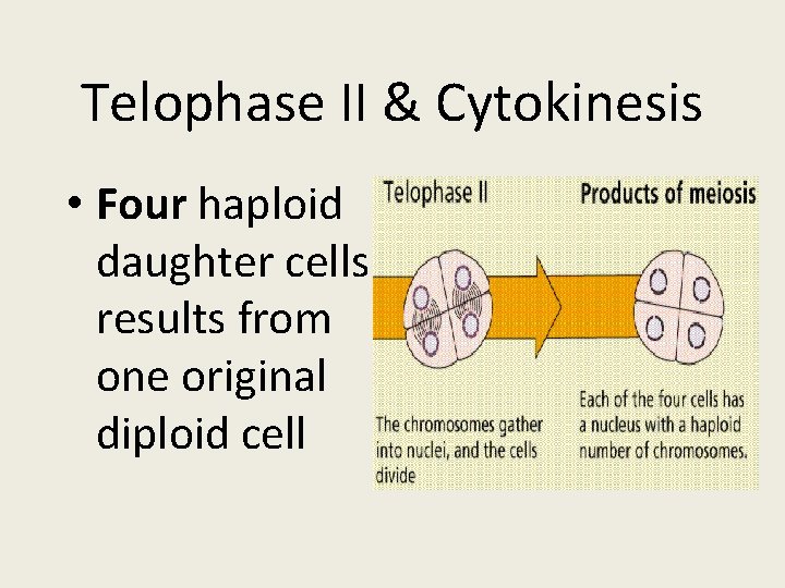 Telophase II & Cytokinesis • Four haploid daughter cells results from one original diploid