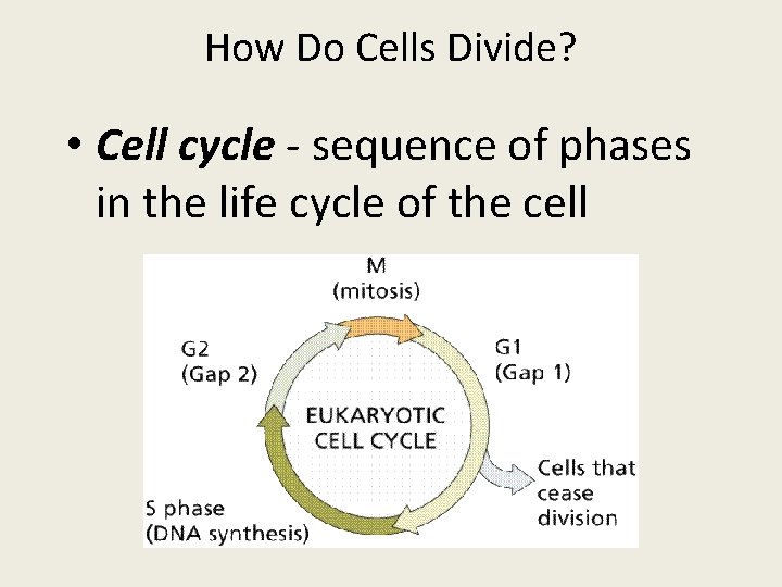 How Do Cells Divide? • Cell cycle - sequence of phases in the life