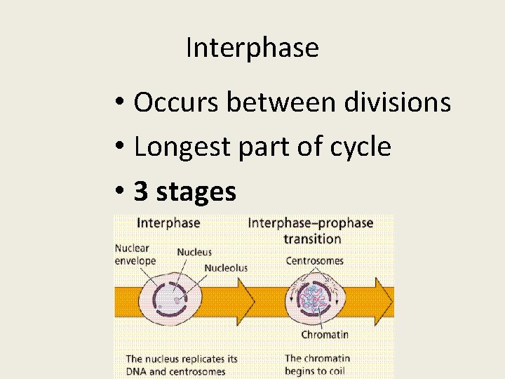 Interphase • Occurs between divisions • Longest part of cycle • 3 stages 