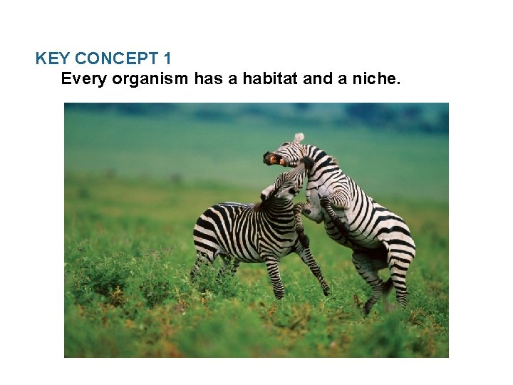 KEY CONCEPT 1 Every organism has a habitat and a niche. 