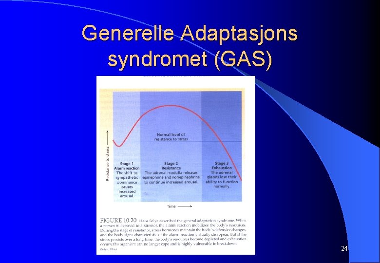 Generelle Adaptasjons syndromet (GAS) 24 