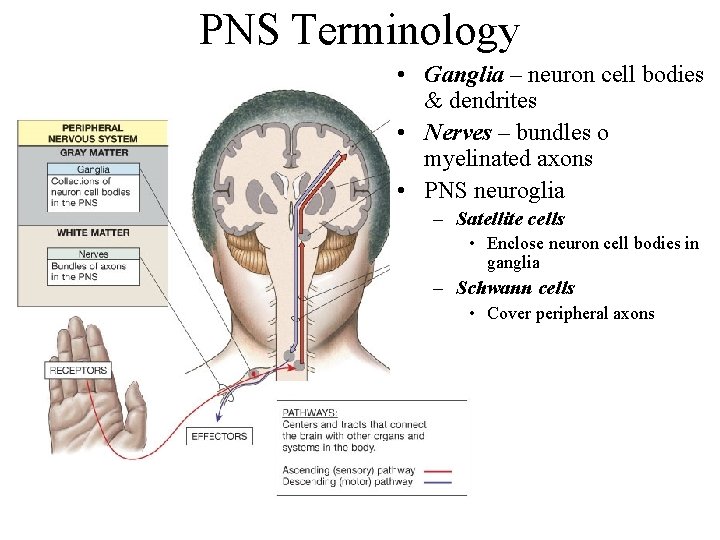 PNS Terminology • Ganglia – neuron cell bodies & dendrites • Nerves – bundles