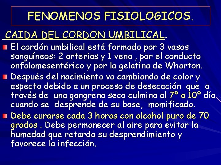 FENOMENOS FISIOLOGICOS. CAIDA DEL CORDON UMBILICAL. El cordón umbilical está formado por 3 vasos