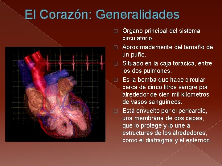 El Corazón: Generalidades � � � Órgano principal del sistema circulatorio. Aproximadamente del tamaño