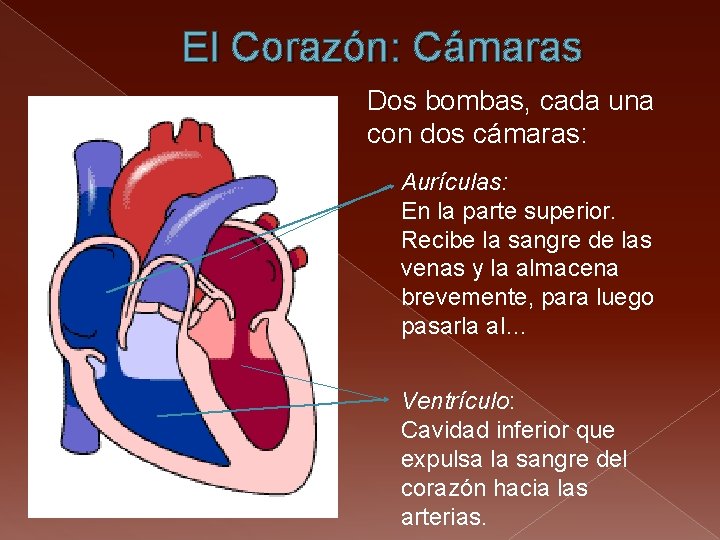 El Corazón: Cámaras Dos bombas, cada una con dos cámaras: Aurículas: En la parte