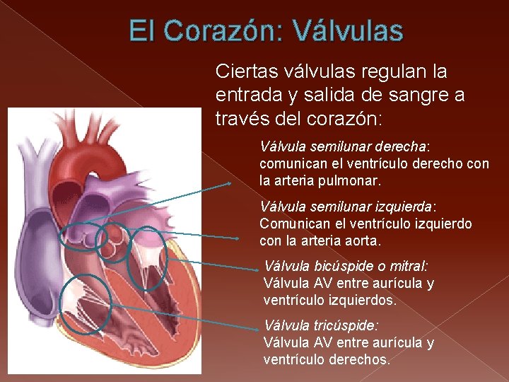 El Corazón: Válvulas Ciertas válvulas regulan la entrada y salida de sangre a través
