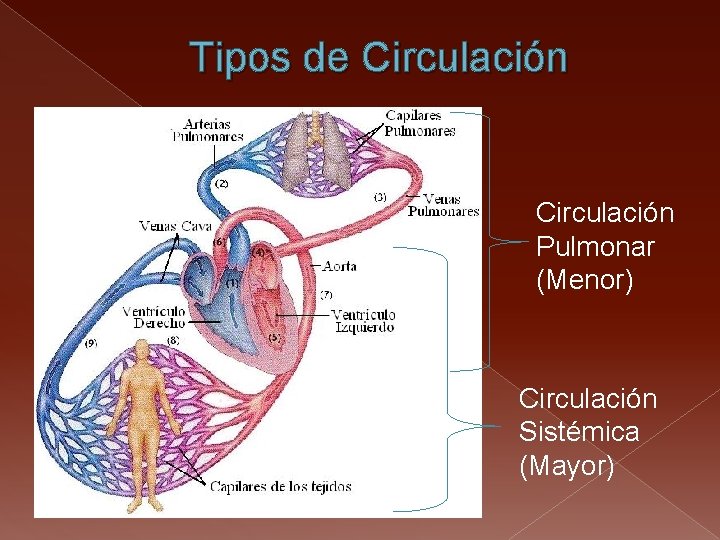 Tipos de Circulación Pulmonar (Menor) Circulación Sistémica (Mayor) 