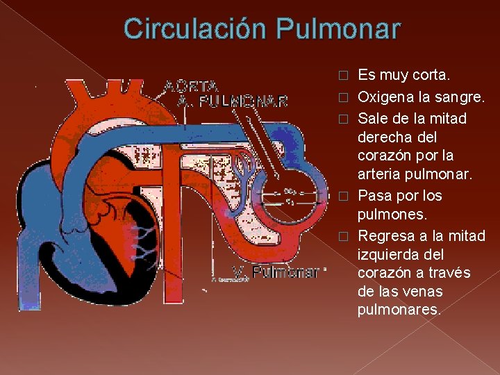 Circulación Pulmonar � � � Es muy corta. Oxigena la sangre. Sale de la