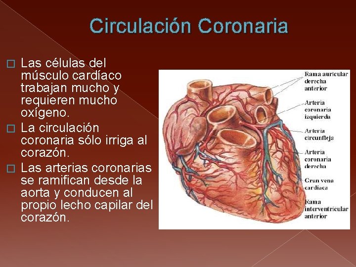 Circulación Coronaria Las células del músculo cardíaco trabajan mucho y requieren mucho oxígeno. �
