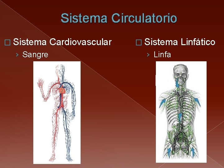 Sistema Circulatorio � Sistema › Sangre Cardiovascular � Sistema › Linfa Linfático 
