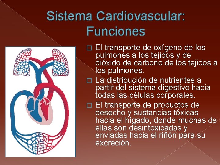 Sistema Cardiovascular: Funciones El transporte de oxígeno de los pulmones a los tejidos y