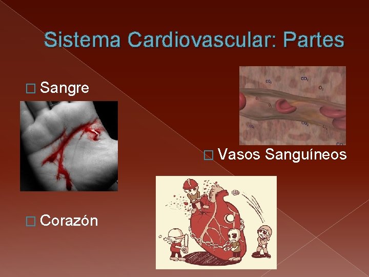Sistema Cardiovascular: Partes � Sangre � Vasos � Corazón Sanguíneos 
