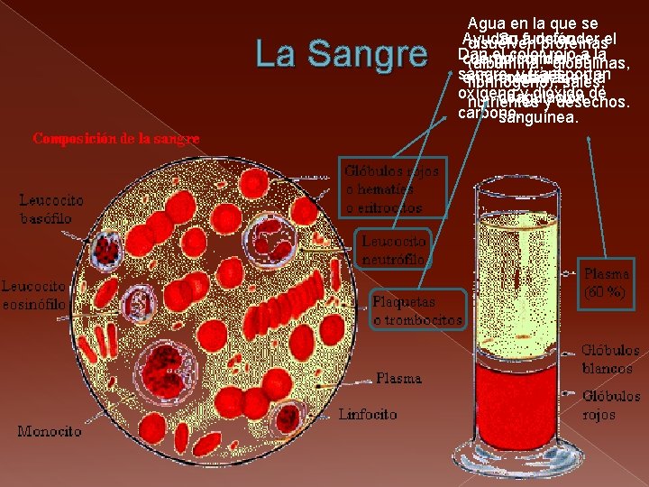 La Sangre Agua en la que se Su a función Ayudan defender disuelven proteínasel