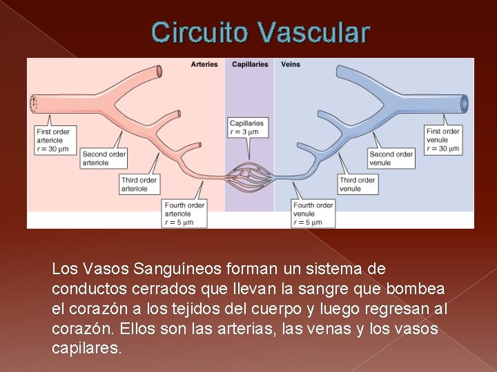 Circuito Vascular Los Vasos Sanguíneos forman un sistema de conductos cerrados que llevan la