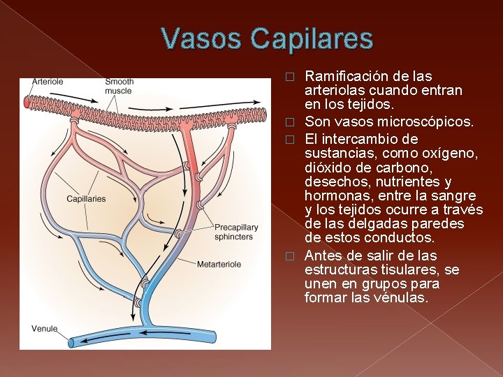 Vasos Capilares Ramificación de las arteriolas cuando entran en los tejidos. � Son vasos
