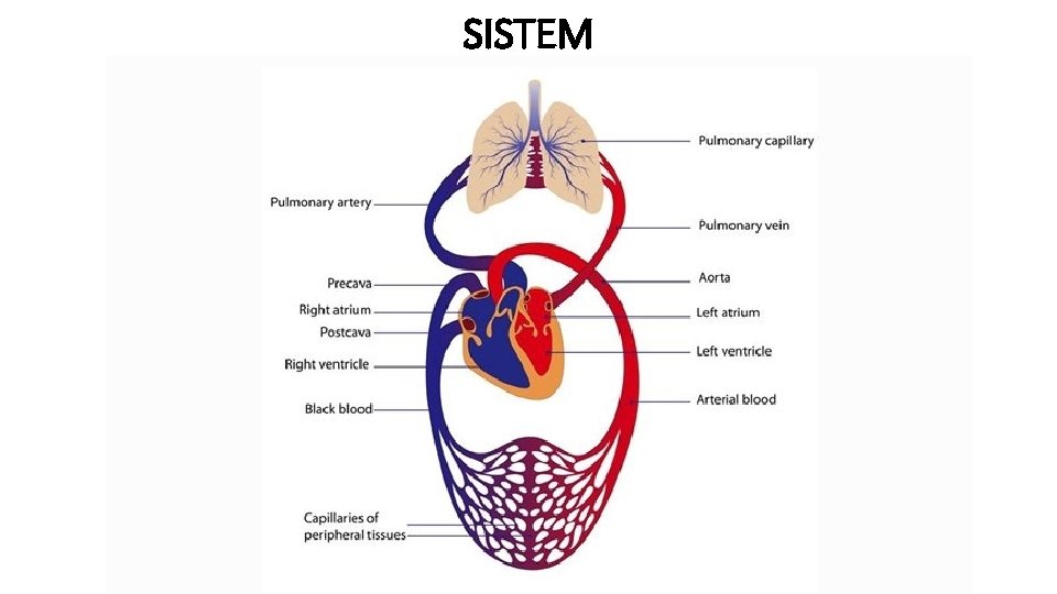 SISTEM 