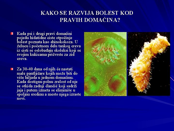 KAKO SE RAZVIJA BOLEST KOD PRAVIH DOMAĆINA? Kada psi i drugi pravi domaćini pojedu