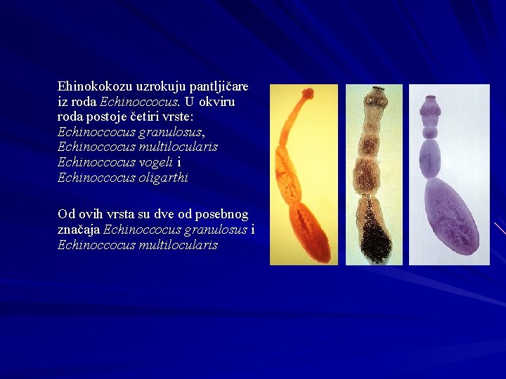 Ehinokokozu uzrokuju pantljičare iz roda Echinoccocus. U okviru roda postoje četiri vrste: Echinoccocus granulosus,
