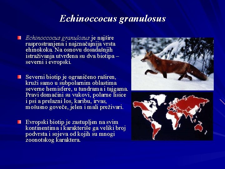 Echinoccocus granulosus je najšire rasprostranjena i najznačajnija vrsta ehinokoka. Na osnovu dosadašnjih istraživanja utvrđena