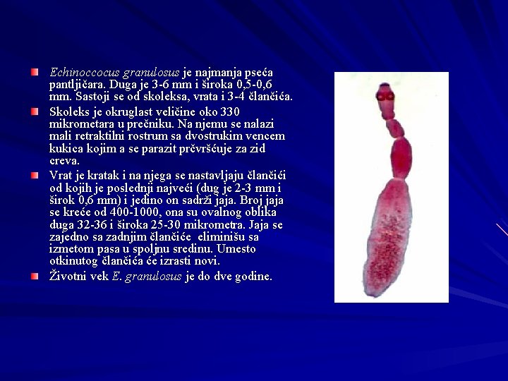 Echinoccocus granulosus je najmanja pseća pantljičara. Duga je 3 -6 mm i široka 0,