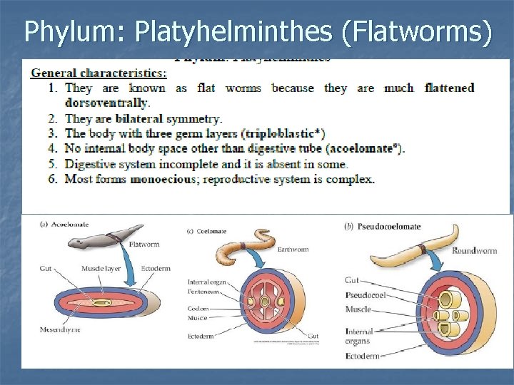 Phylum: Platyhelminthes (Flatworms) 