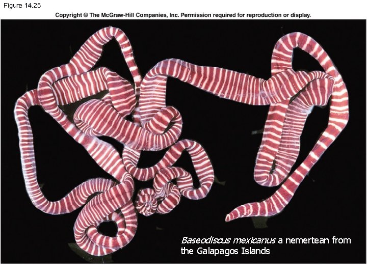 8. 19 Baseodiscus mexicanus a nemertean from the Galapagos Islands 