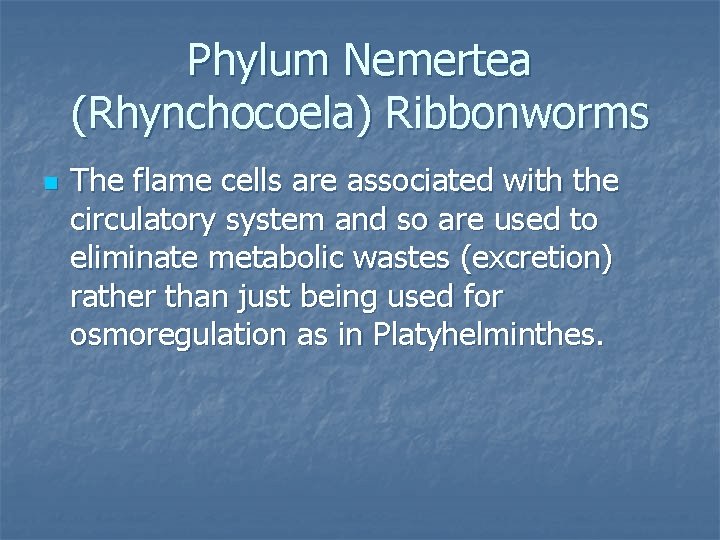 Phylum Nemertea (Rhynchocoela) Ribbonworms n The flame cells are associated with the circulatory system