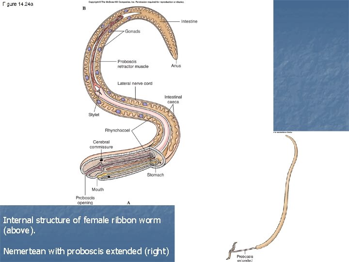 8. 18 Internal structure of female ribbon worm (above). Nemertean with proboscis extended (right)