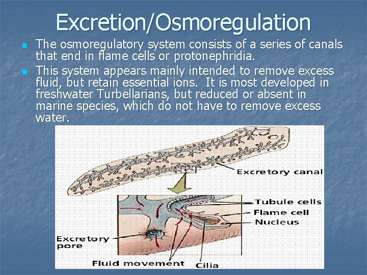 Excretion/Osmoregulation n n The osmoregulatory system consists of a series of canals that end