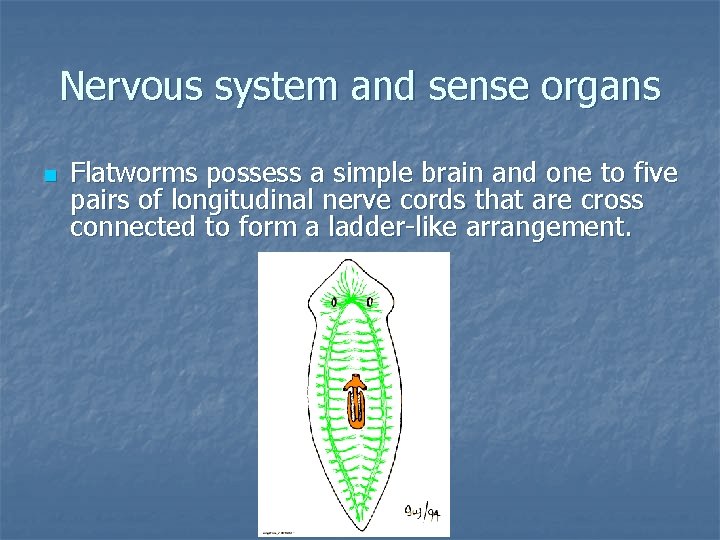 Nervous system and sense organs n Flatworms possess a simple brain and one to