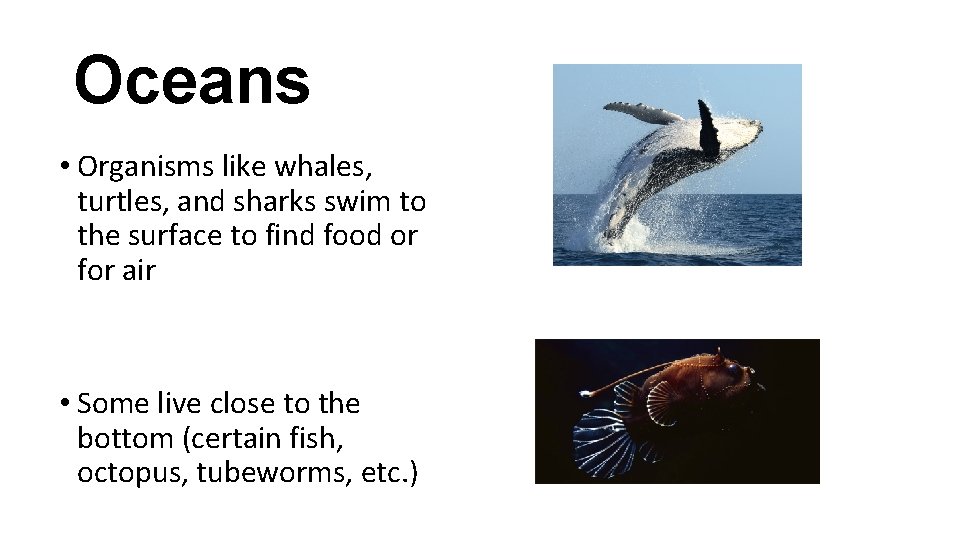 Oceans • Organisms like whales, turtles, and sharks swim to the surface to find