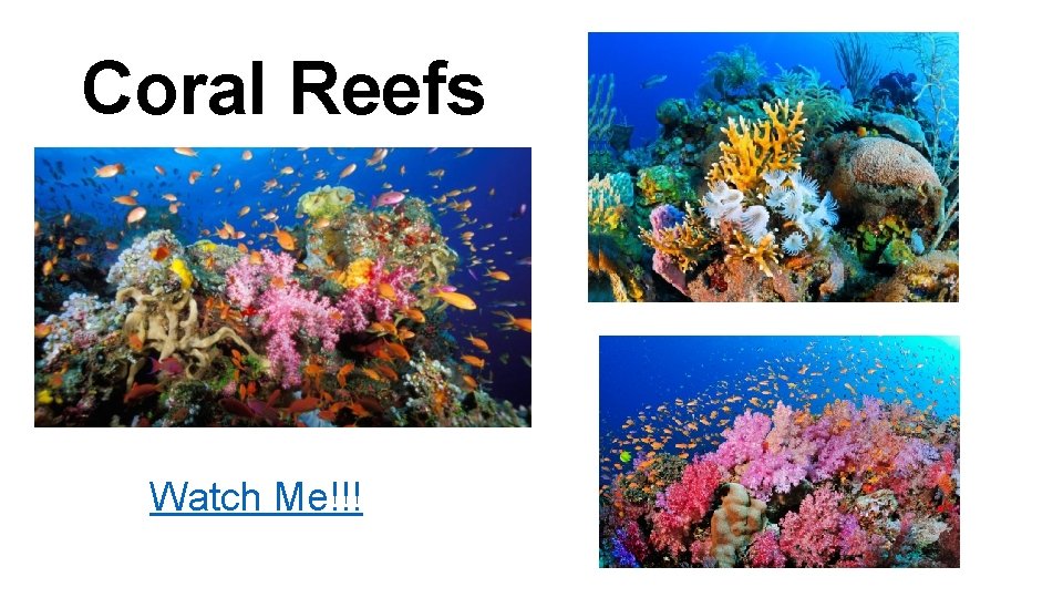 Coral Reefs Watch Me!!! 